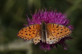 Niyobe (Fabriciana niobe)