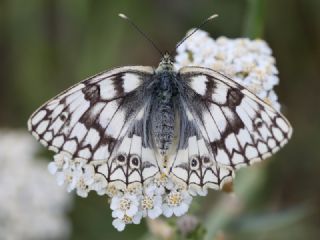 Uygur Melikesi (Melanargia russiae)