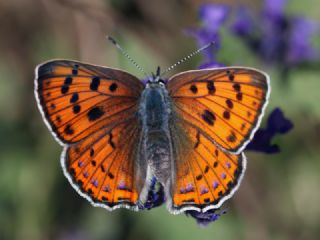 Byk Mor Bakr Gzeli (Lycaena alciphron)