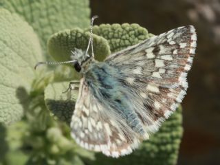 Bolkar Zpzp (Pyrgus bolkariensis)