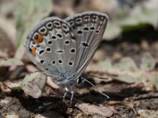 okgzl Gm Mavi (Albulina loewii)