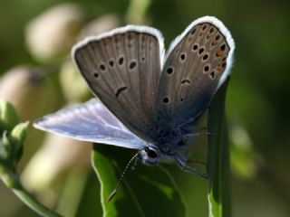 okgzl Amanda (Polyommatus amandus)