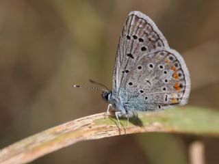 okgzl Kk Turan Mavisi (Polyommatus cornelius)