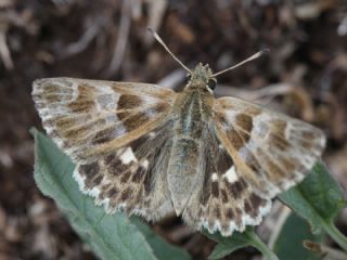 ark Zpzp (Carcharodus orientalis)