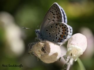 Tr almalar ([unknown genus] n/a)