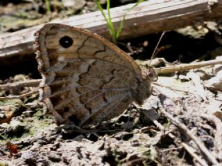Beyaz Damarl Pirireis (Satyrus amasinus)