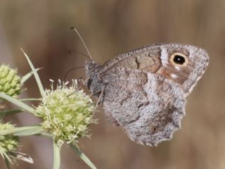 Aa Karamelei (Hipparchia statilinus)