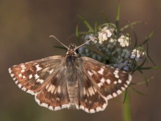 Zeytuni Zpzp (Pyrgus serratulae)