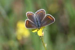 okgzl Mavi (Polyommatus icarus)