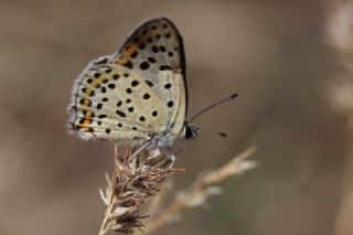 sli Bakr Gzeli (Lycaena tityrus)