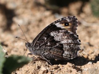 Byk Karamelek (Hipparchia syriaca)