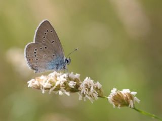 okgzl Gzel Mavi (Polyommatus bellis)