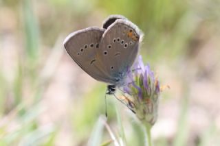 okgzl Gzel Mavi (Polyommatus bellis)