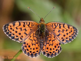 ift Noktal Brentis (Brenthis hecate)