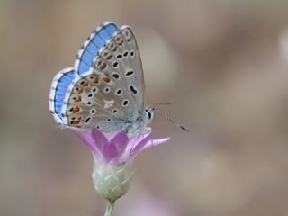 okgzl Gk Mavisi (Polyommatus bellargus)