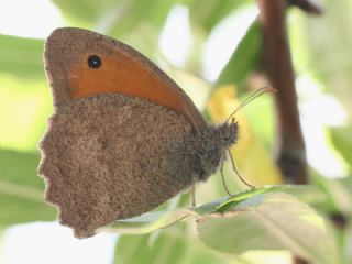 Esmerperi (Hyponephele lupina)