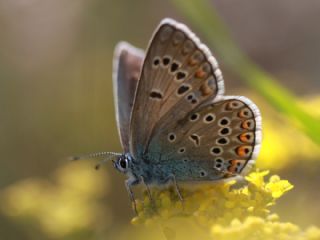 okgzl Amanda (Polyommatus amandus)
