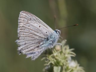 okgzl Dafnis (Polyommatus daphnis)