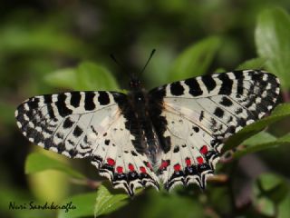 Orman Fistosu (Zerynthia cerisyi)