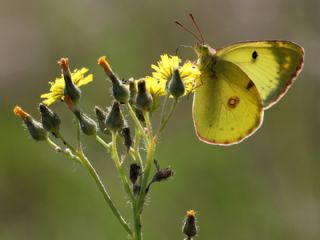 Gzel Azamet (Colias alfacariensis)