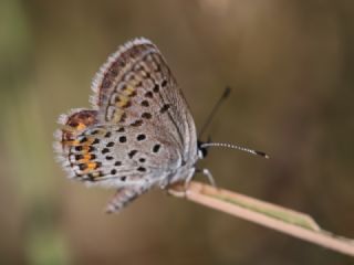 Gm Lekeli Esmergz (Plebejus argus)