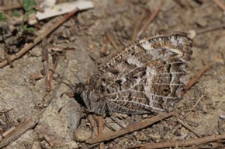 Step Cads (Chazara anthe)