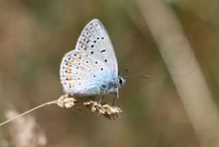 okgzl Kk Turan Mavisi (Polyommatus cornelius)