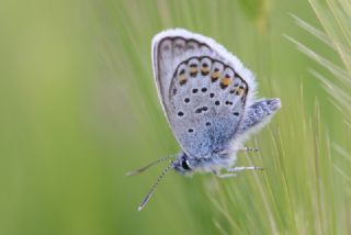 Gm Lekeli Esmergz (Plebejus argus)