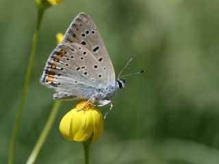 Byk Mor Bakr Gzeli (Lycaena alciphron)