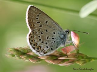 das Mavisi, Esmergz (Plebejus idas)