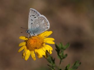 okgzl Kk Turan Mavisi (Polyommatus cornelius)
