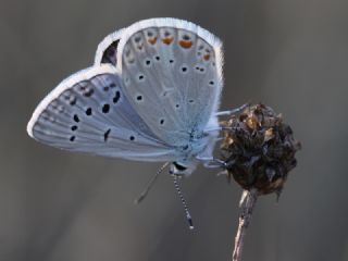 okgzl Kk Turan Mavisi (Polyommatus cornelius)