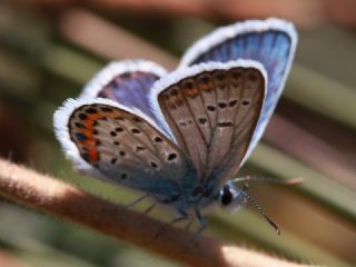 Gm Lekeli Esmergz (Plebejus argus)