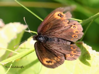 Orman Gzelesmeri (Erebia medusa )