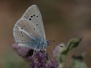 okgzl figenya (Polyommatus iphigenia)