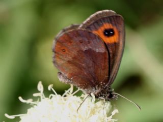 sko Gzelesmeri (Erebia aethiops)