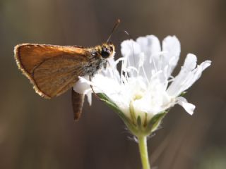 Sar Antenli Zpzp (Thymelicus sylvestris)