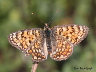 parhan (Melitaea cinxia)