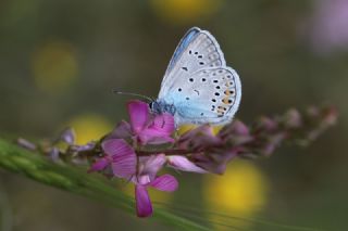okgzl Amanda (Polyommatus amandus)