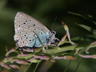 Byk Korubeni (Phengaris arion)