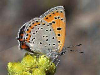 Kk Ate Gzeli (Lycaena thersamon)