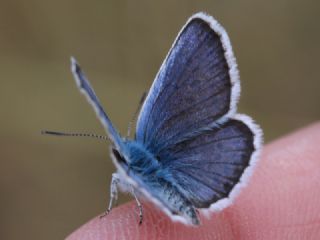 Gm Lekeli Esmergz (Plebejus argus)