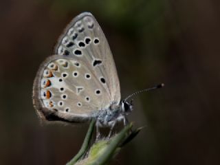 okgzl Kk Turan Mavisi (Polyommatus cornelius)
