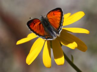 Ate Bakr Gzeli (Lycaena candens)