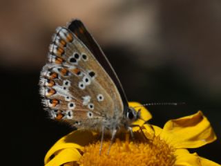 okgzl Anadolu Mavisi (Aricia crassipunctus)