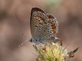 okgzl Gm Mavi (Albulina loewii)