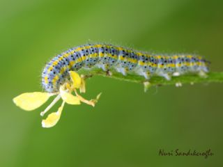 Yeni Beneklimelek (Pontia edusa)