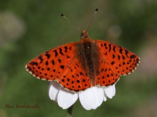 Balkan Meneke Kelebei (Boloria graeca)