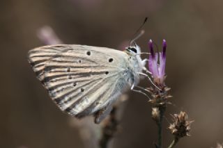 Anormal okgzl (Polyommatus admetus)