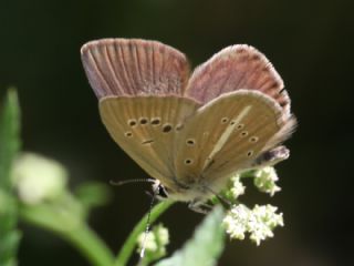 Tr almalar ([unknown genus] n/a)